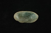 藏品(石蚌)的圖片